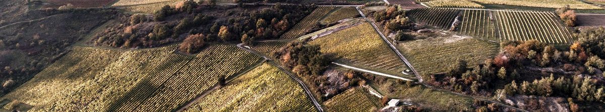 Blick aus der Vogelperspektive auf die Weinberge von Weingut Wagner-Stempel