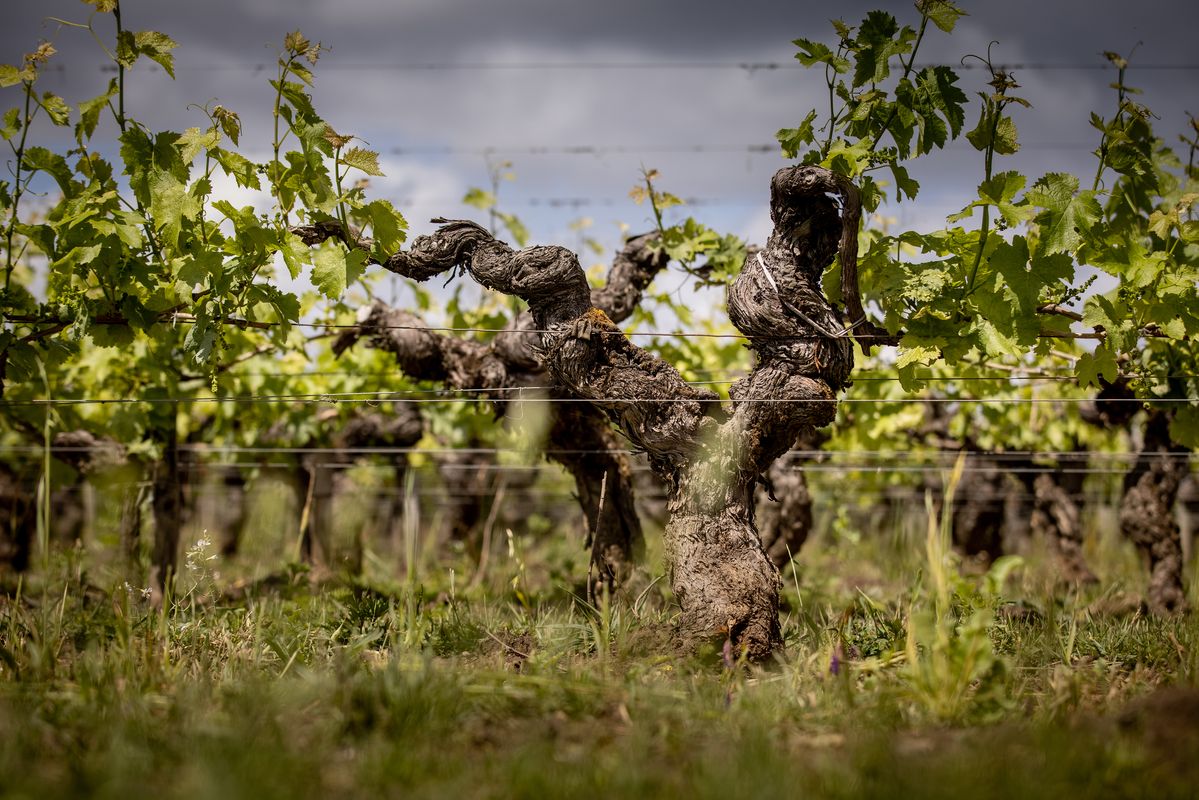 Chateau Angelus