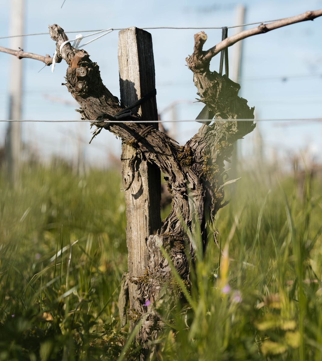 Chateau Lascombes