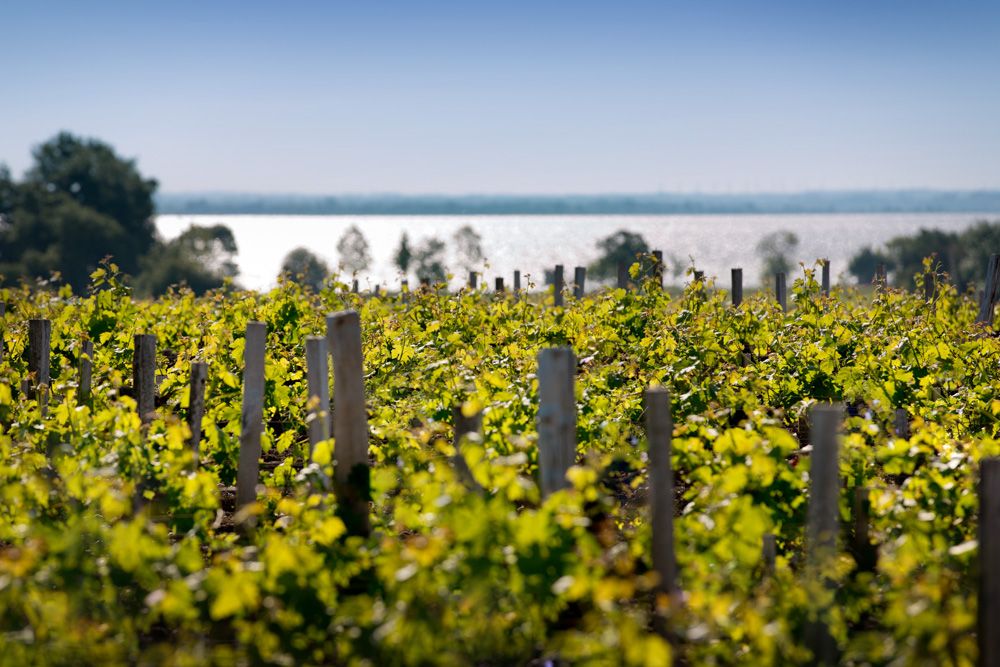Weinbergreihen im Tageslicht mit Blick auf einen See am Horizont