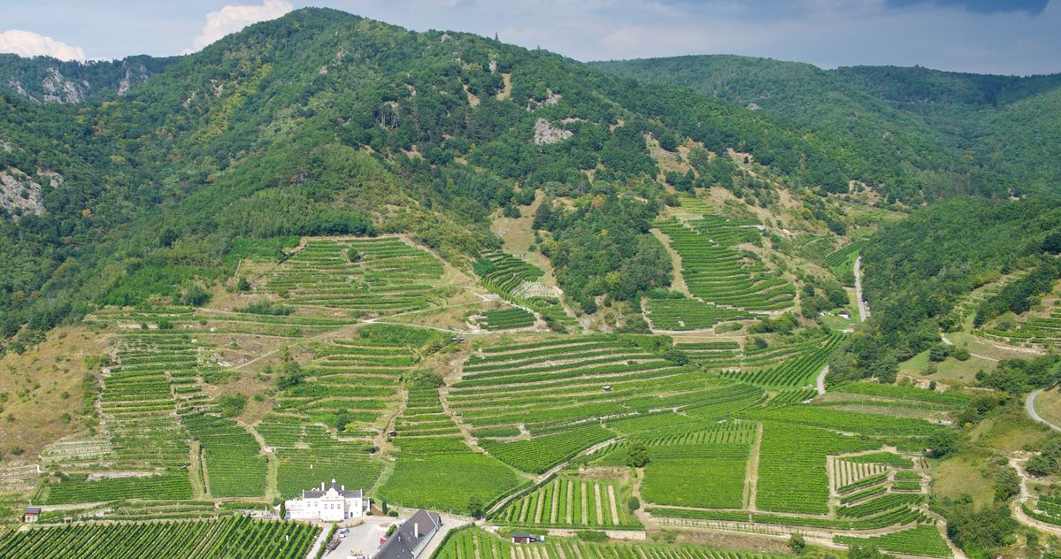 Bild von Domäne Wachau
