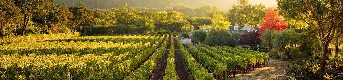 Weinberg vom Weingut Colgin in der Abendsonne.