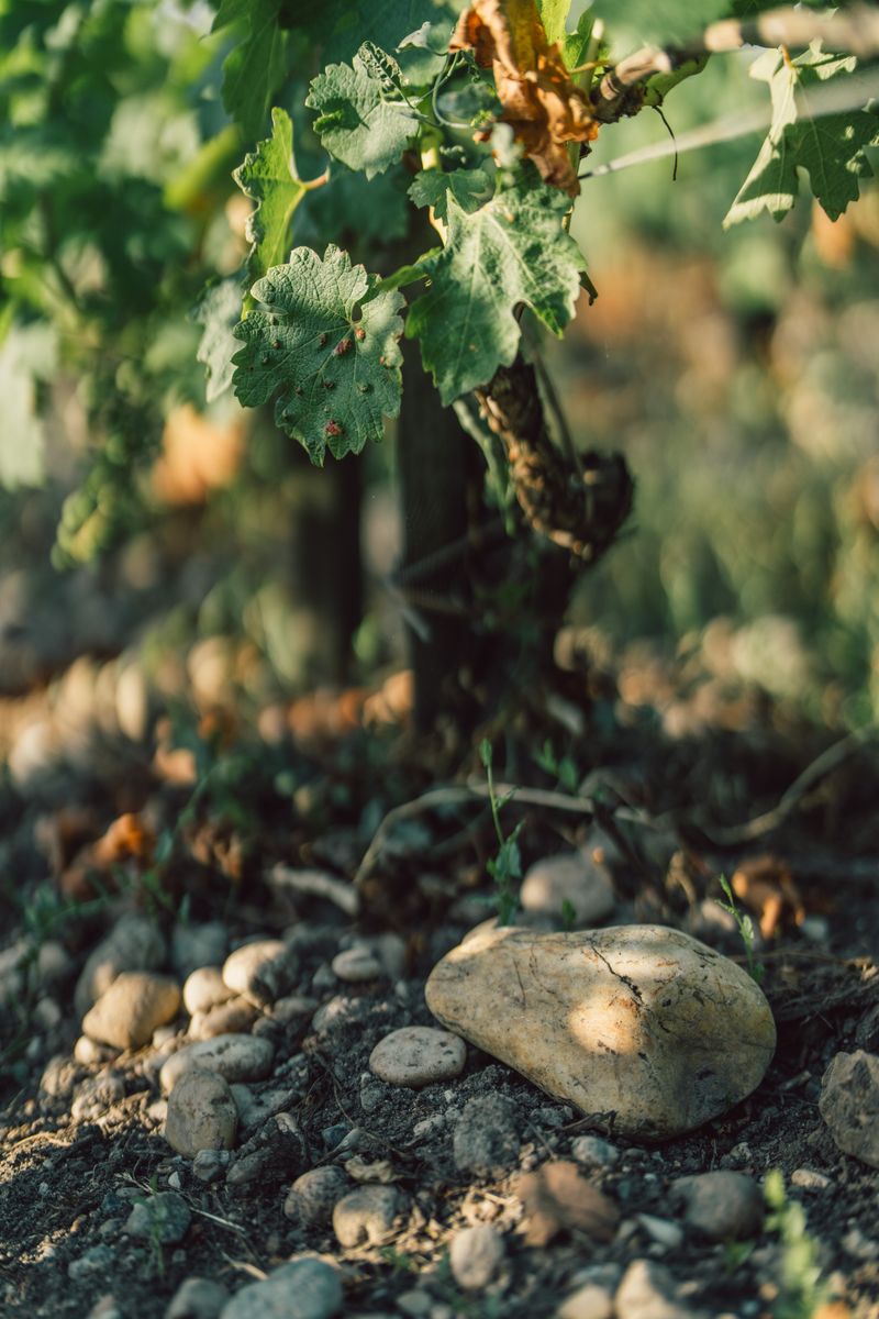 Das Terrior von Chateau Latour