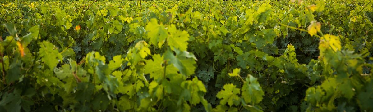Grüne Weinrebenblätter auf dem Weingut Heitz.