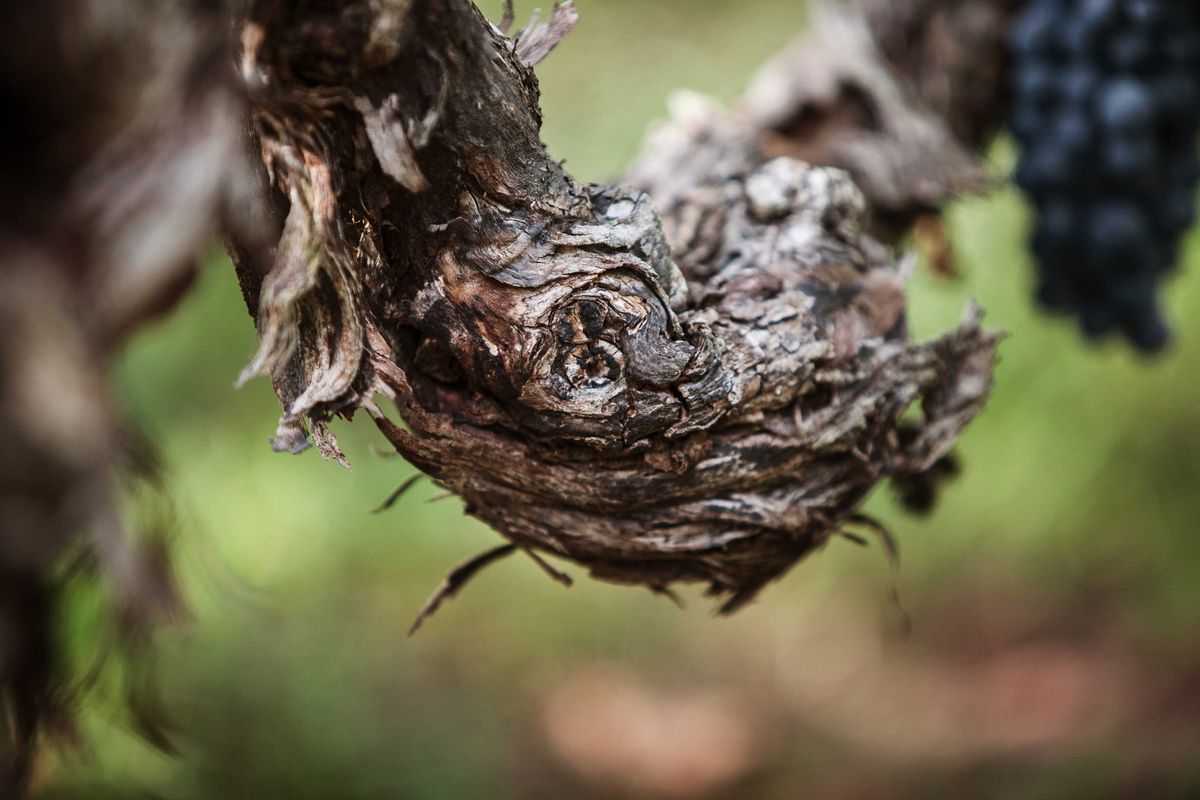 Weinrebe im Detail von Chateau Badette