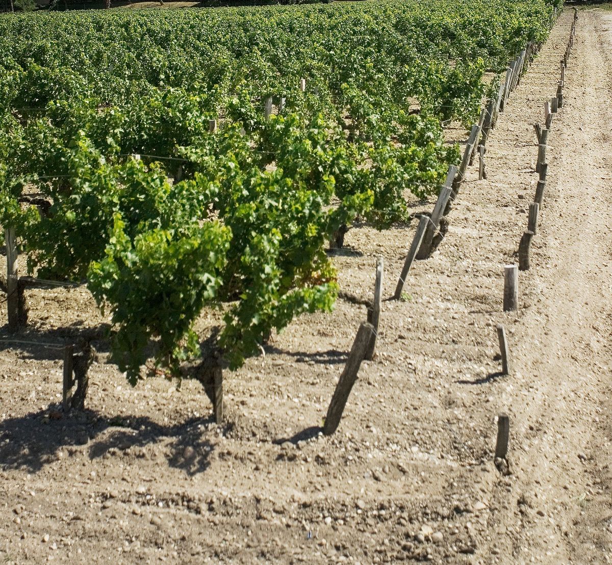 Grüne Weinreben mit brauner Erde von Chateau la gurgue