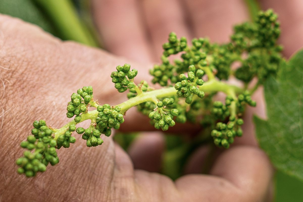 Chateau La Fleur de Bouard