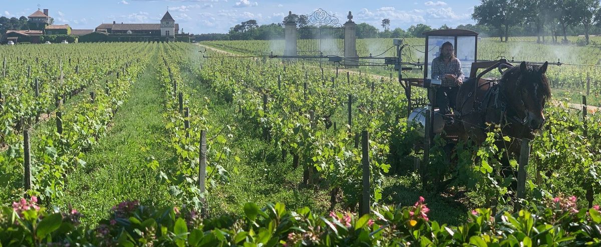 Pferd zieht Bulldog mit Mann darauf durch Weinreben von Chateau Smith Haut Lafitte mit Gebäude im Hintergrund