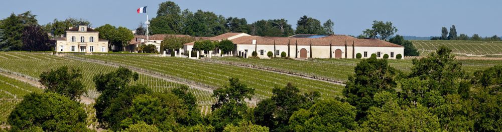 Traube grüner Weinbeeren am Rebstock mit sonnenbeschienenen Blättern