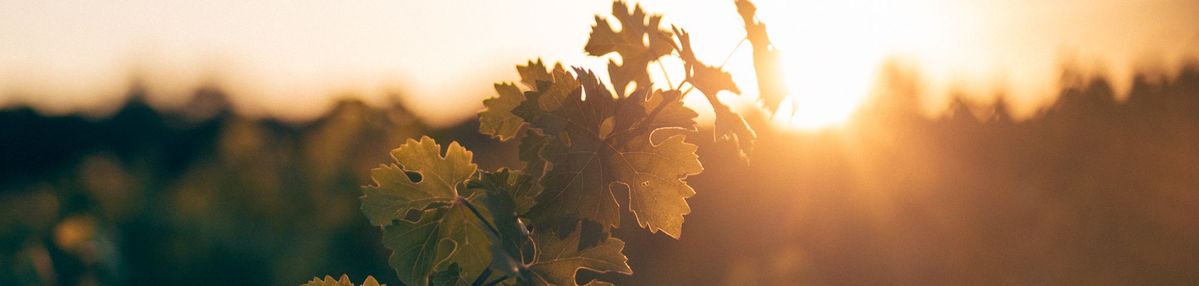 Weinrebe auf Château Rauzan-Ségla in der Abendsonne bei Gegenlicht.