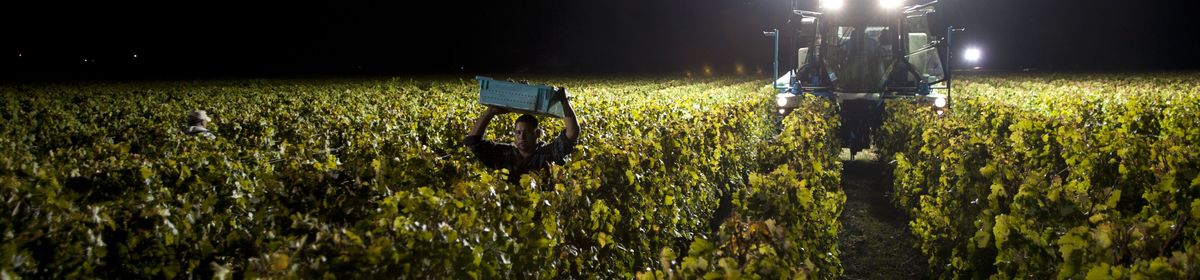 Traubenernte bei Nacht auf dem Weingut Opus One, im Vordergrund ein Erntehelfer mit einer vollen Traubenkiste auf dem Kopf und im Hintergrund ein Traktor mit Scheinwerfern.