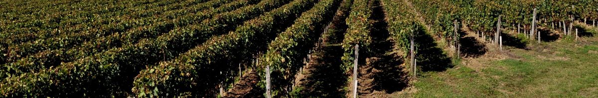Weite Weinbergslandschaft mit parallelen Rebenreihen auf Château Cap Saint George.