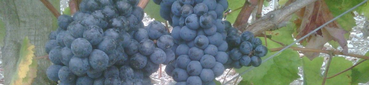 Rote reife Weintrauben an einer Weinrebe auf Château Rauzan-Ségla