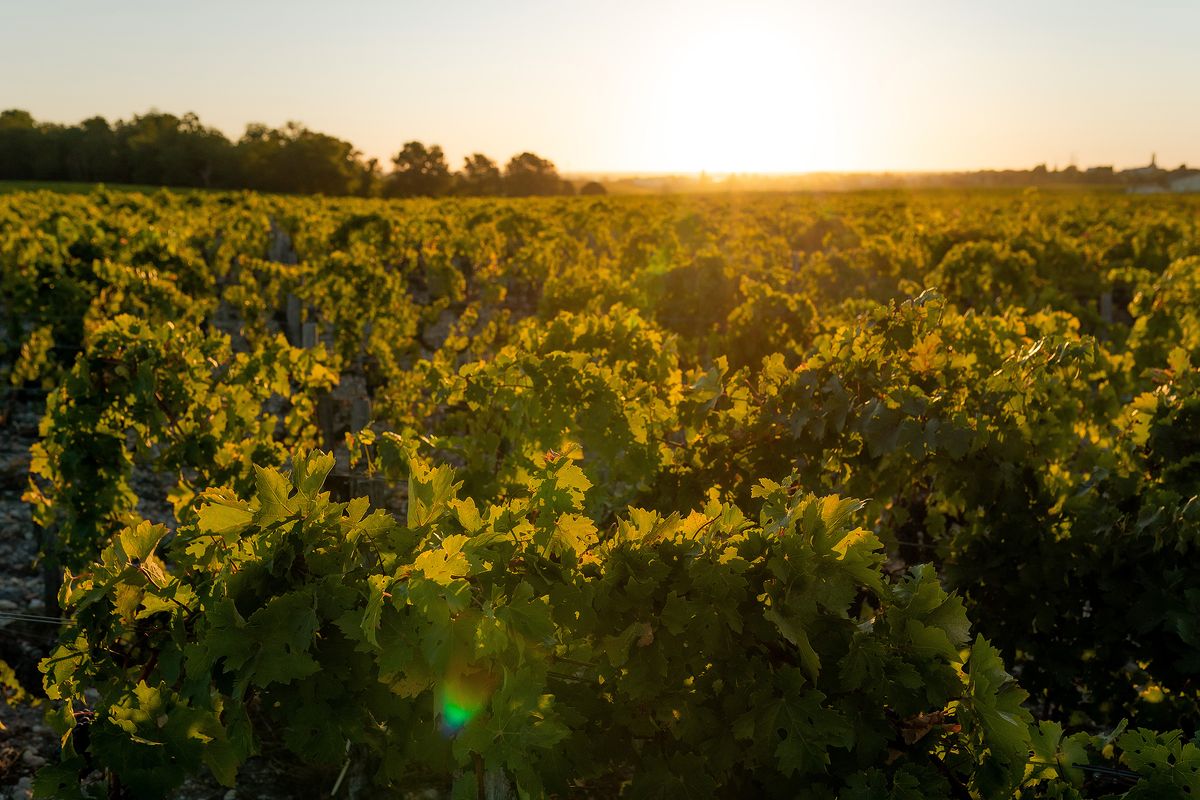 Weinreben im goldenen Gegenlicht bei Sonnenuntergang