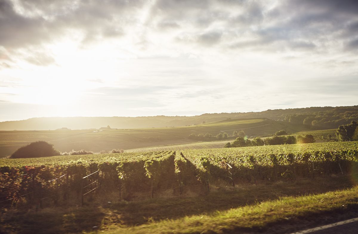 Weite Weinberglandschaft unter Morgensonne von Krug