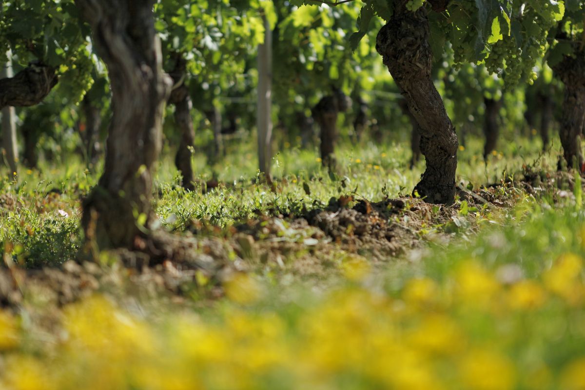 Chateau Belair-Monange