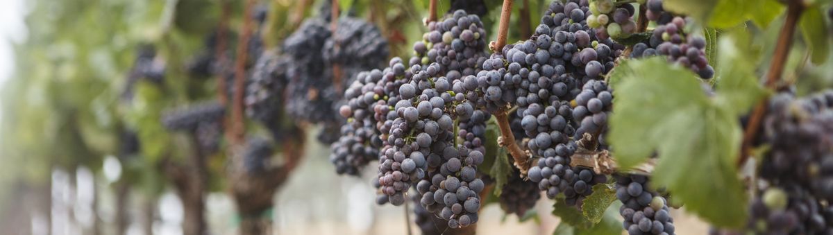 Rote Weintrauben an Weinreben auf dem Weingut Ferren.