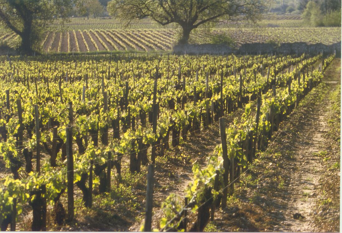 Landschaft von Weinreben im Sonnenlicht von Chateau de Pez