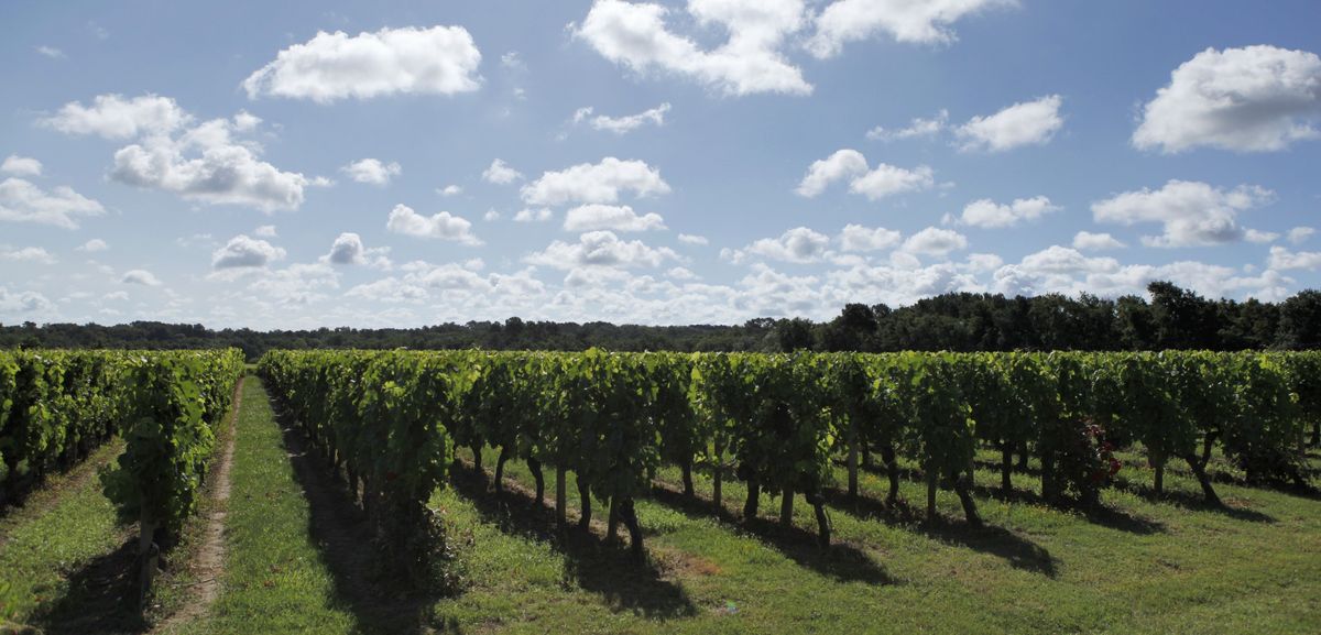 Weinreben von Château Bélair Monage unter blauem Himmel