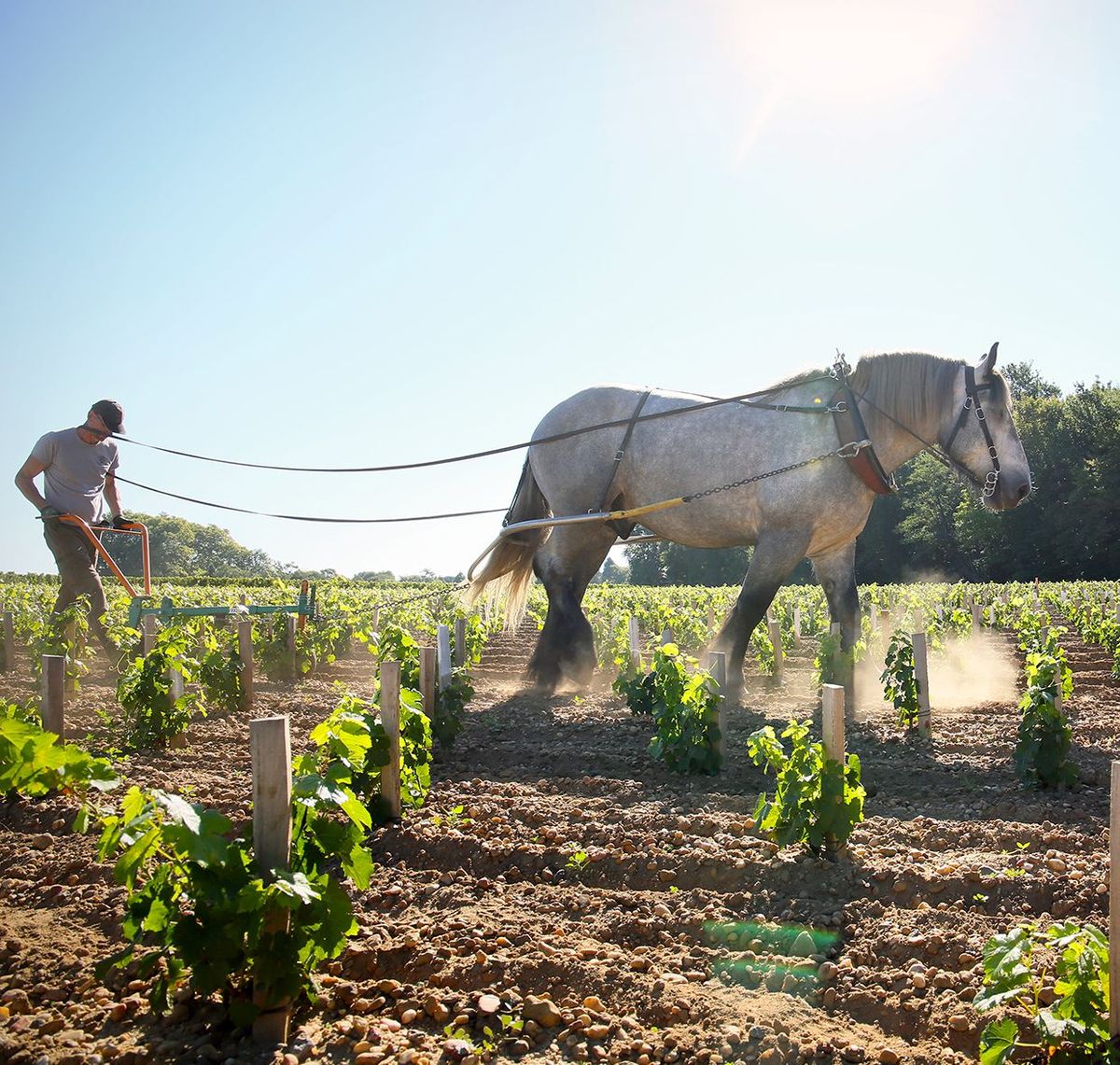 Chateau Malartic Lagraviere