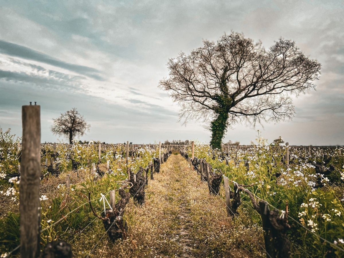 Weinberge mit Zypressenallee und See in hügeliger Landschaft