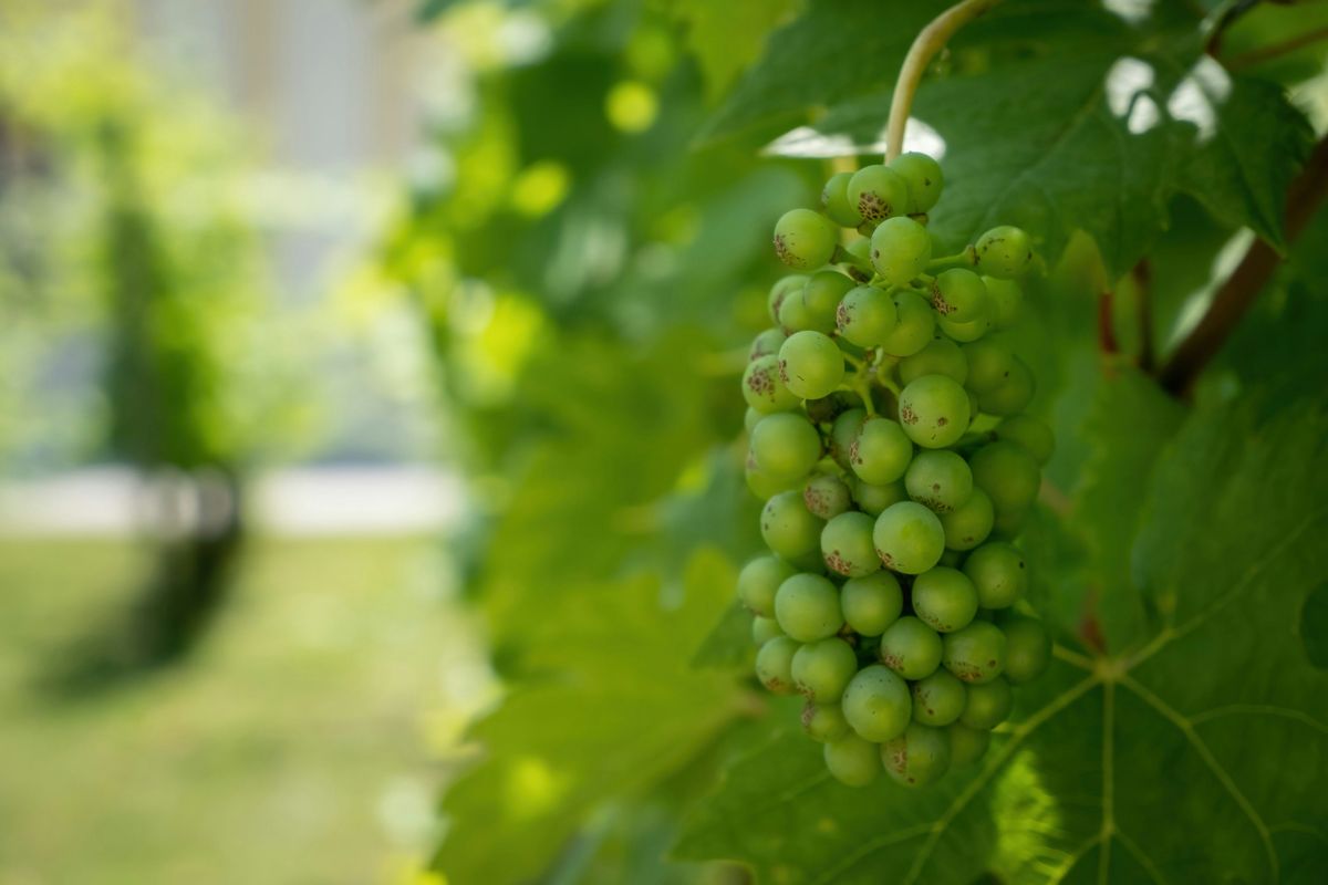 Traube grüner Weinbeeren am Rebstock mit sonnenbeschienenen Blättern