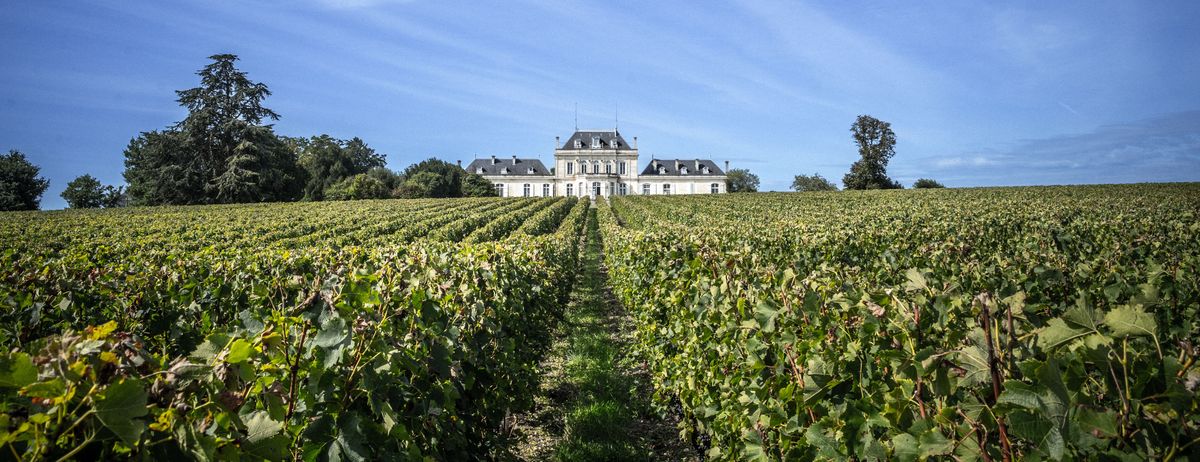 Weißes Schlossgebäude von Chateau Le Boscq hinter weiten Weinreben und unter blauem Himmel