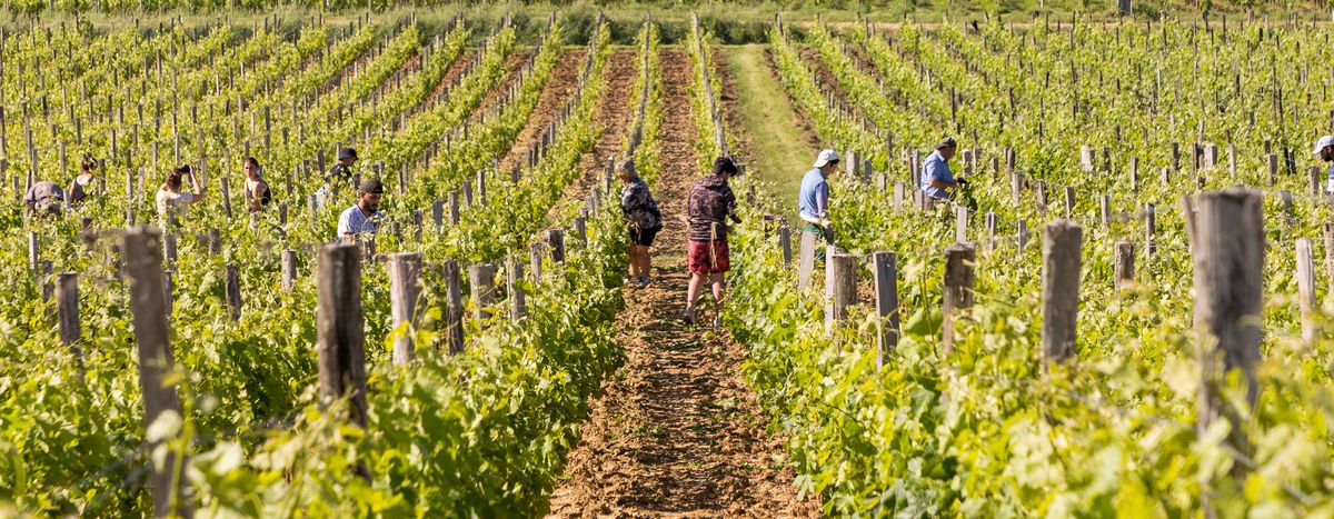 Mitarbeiter im Weinberg von Chateau Troplong Mondot