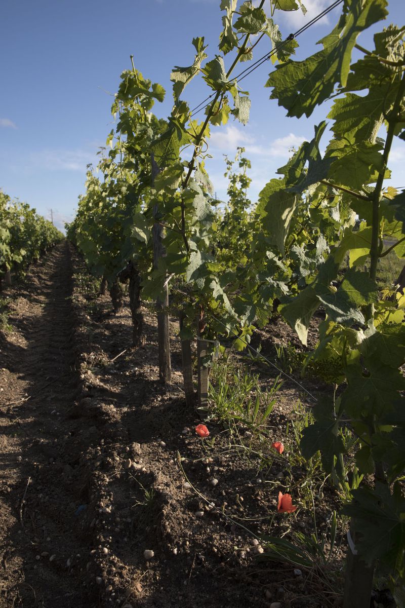 Weinreben auf Erde mit roten Blumen dazwischen von Chateau Siran
