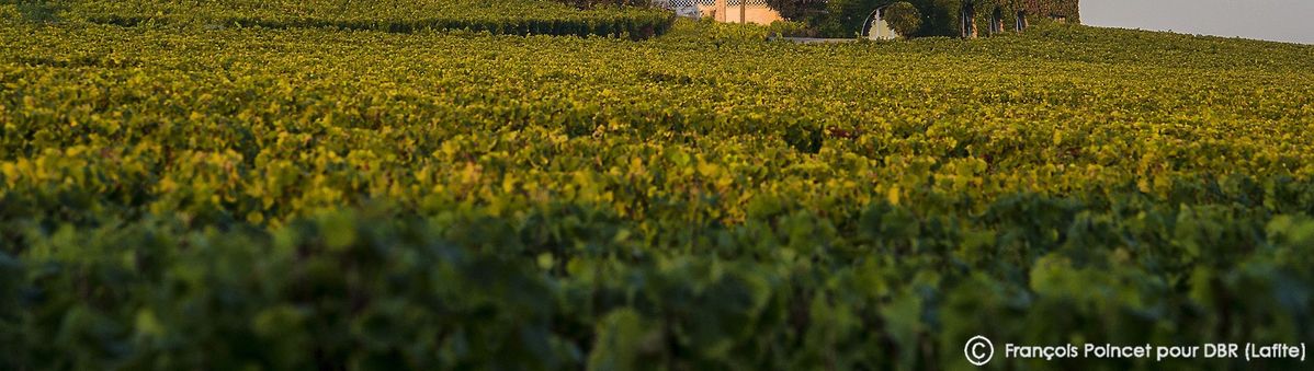 Weite Landschaft voller Weinreben von Chateau Rieusec