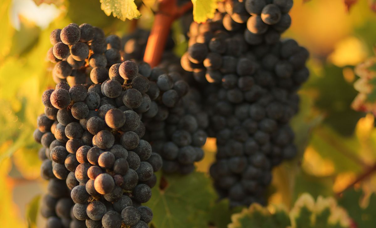 Weinreben mit roten Weintrauben im goldenen Gegenlicht bei Sonnenuntergang