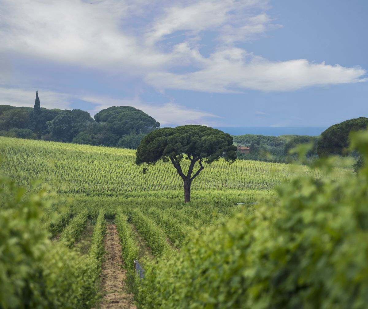 Freistehender Baum in der Mitte von weitläufigen Weinreben von Antinori