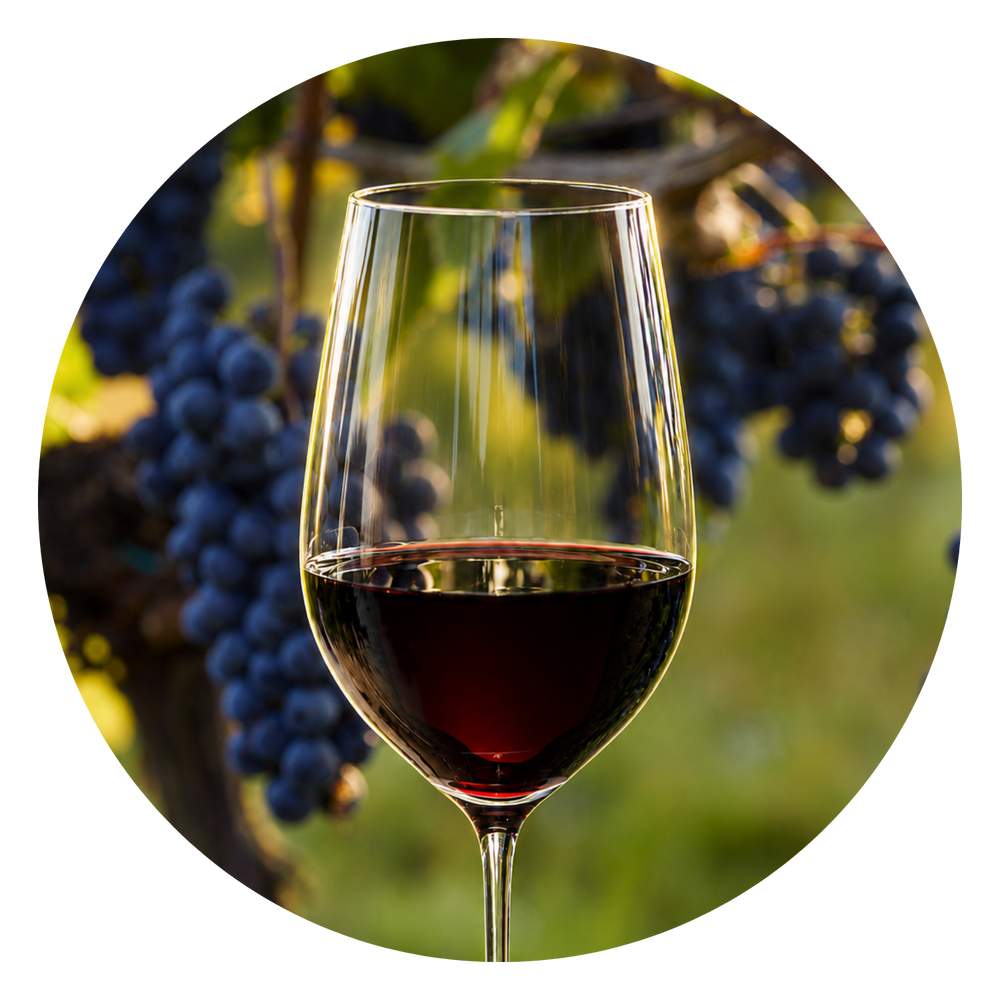 Glas Rotwein vor dunkelblauen Trauben an der Rebe