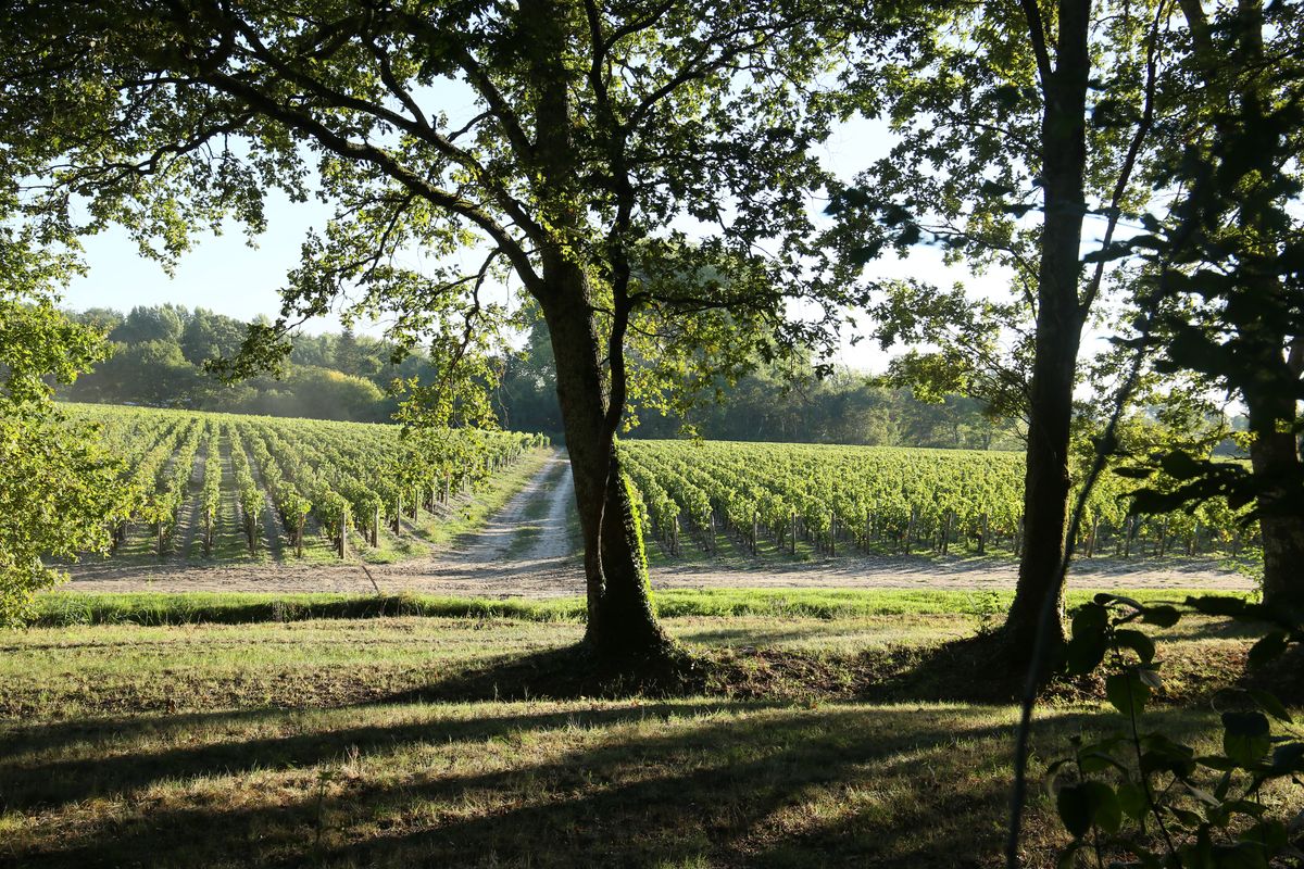 Garten Landschaft mit Weinreben von Chateau Malartic Lagraviere im Hintergrund