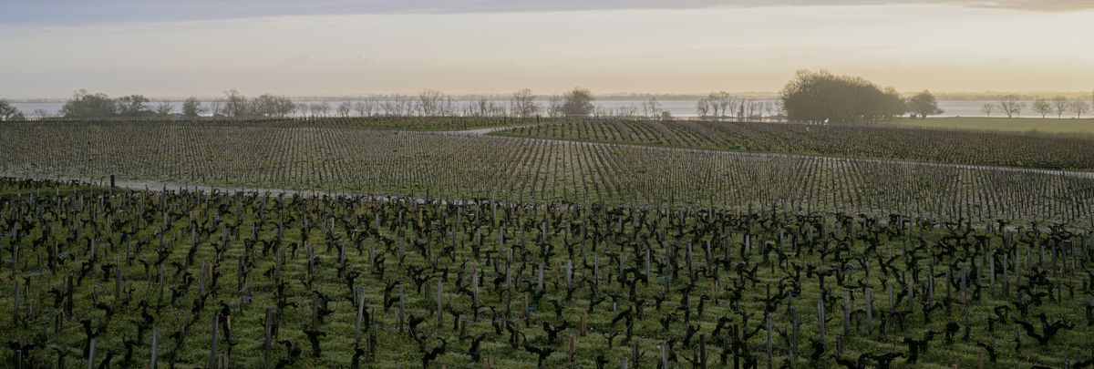 Weinberge mit Zypressenallee und See in hügeliger Landschaft