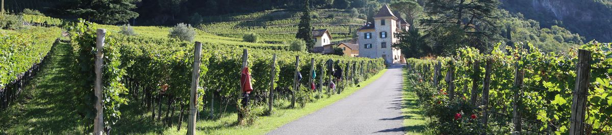 Außenaufnahme des Weinguts Kornell mit Weinbergen außenrum und einer Straße, die zum Anwesen führt.