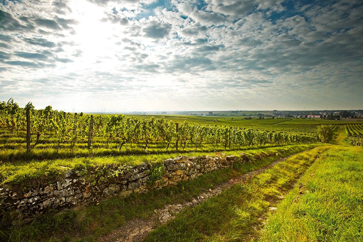 Weinbergreihen von Weingut Wittmann im Sonnenschein mit blauem Himmel und Wolken