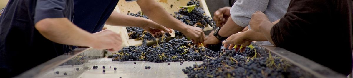 Mehrere Erntehelfer sortieren rote Weintrauben auf einem Förderband auf Peter Michael Winery