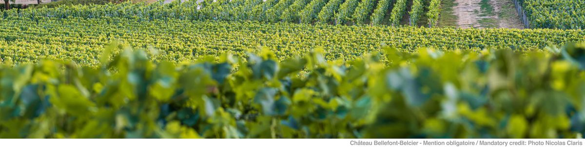 Weinreben von CHâteau Bellefont Belcier
