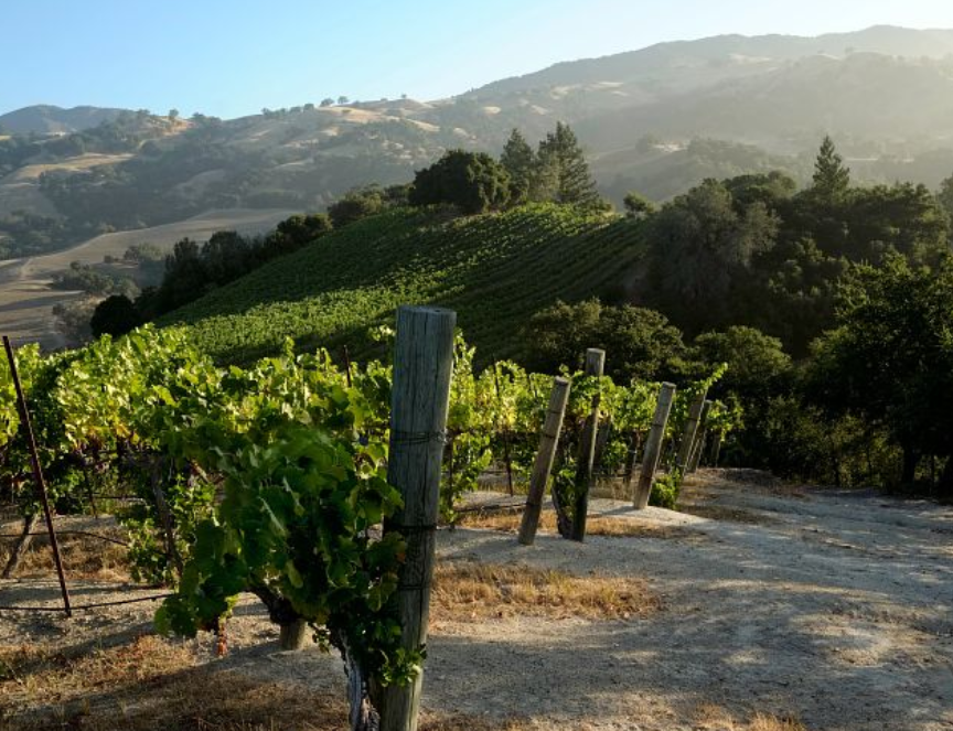 Weite Weinbergslandschaft mit parallelen Rebenreihen auf sanften Hügeln