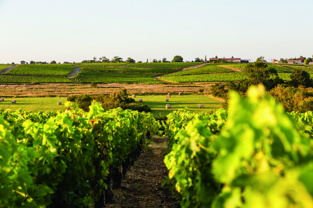 Weite Weinbergslandschaft mit parallelen Rebenreihen auf sanften Hügeln