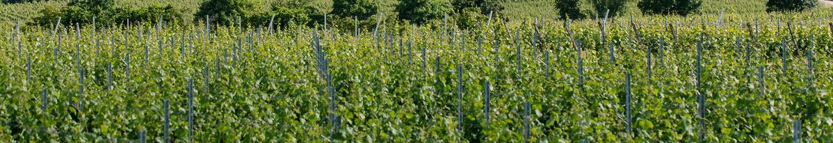 Weinberge des Weingut Dr. Bürklin-Wolf