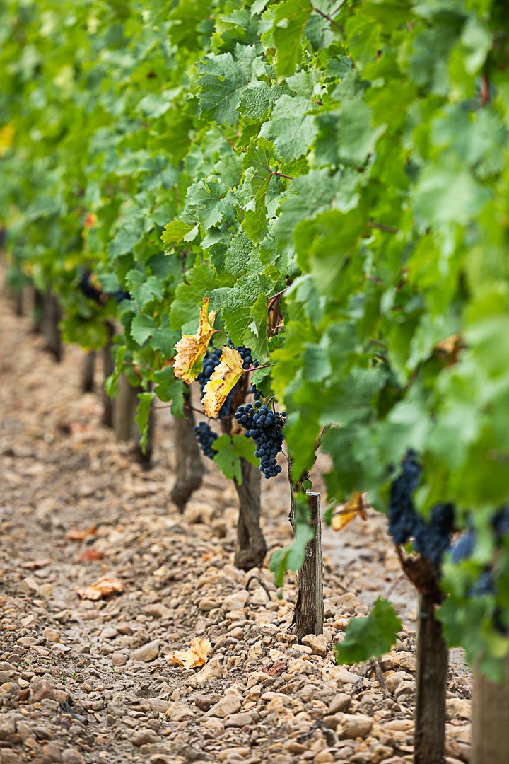 Weinreben von oben fotografiert mit Weintrauben im Fokus von Chateau Lafleur