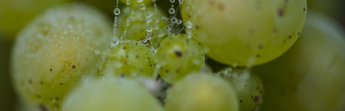Weiße Trauben an der Weinrebe auf dem Weingut Ferren.