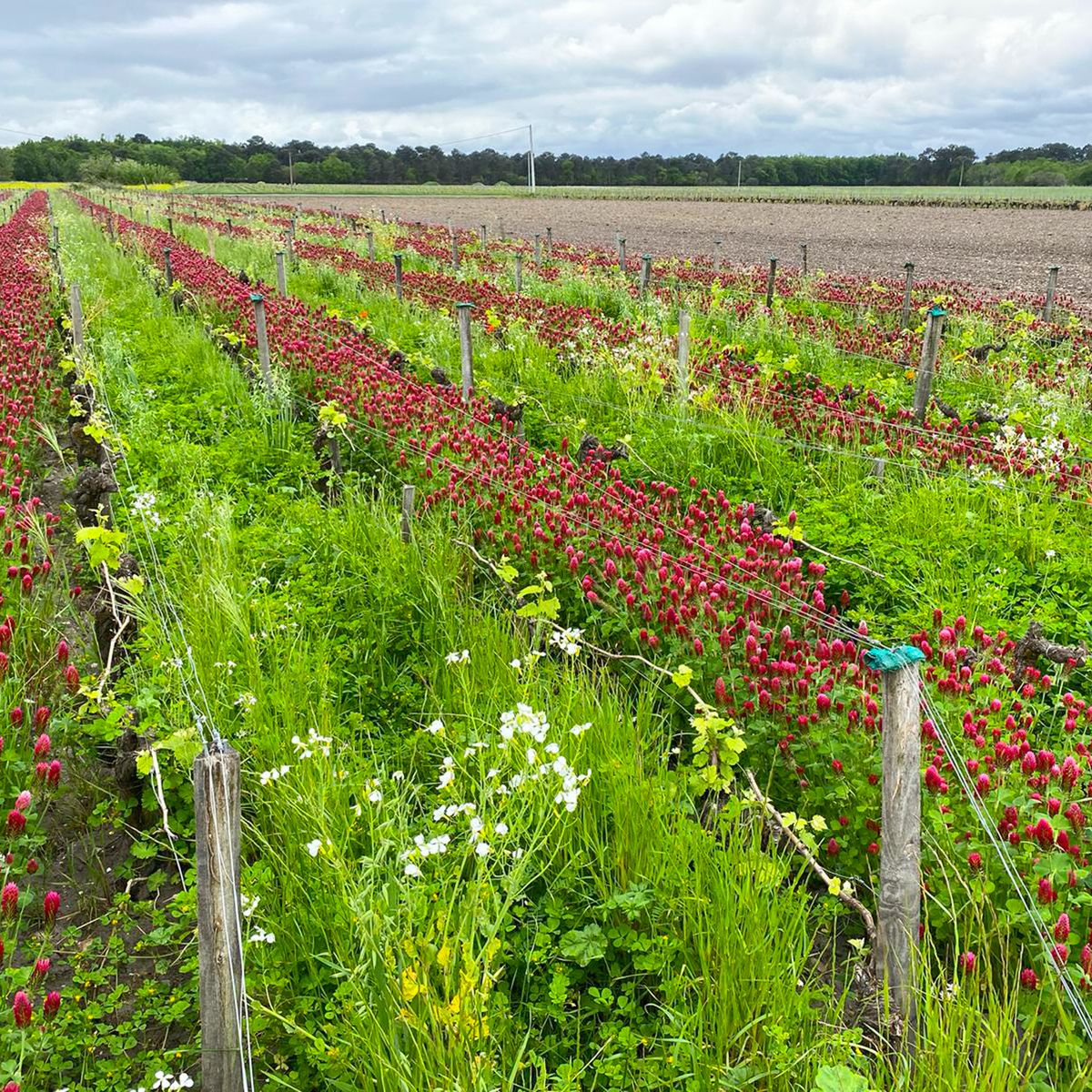 Weinreben von Chateau Ferriere in Mitten von Blumen