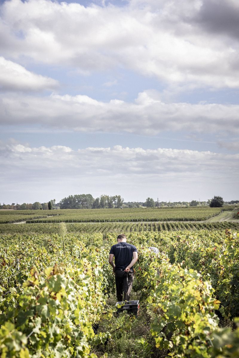 Mann geht zwischen Weinreben von Chateau Palmer hindurch und zieht Kiste hinter sich her