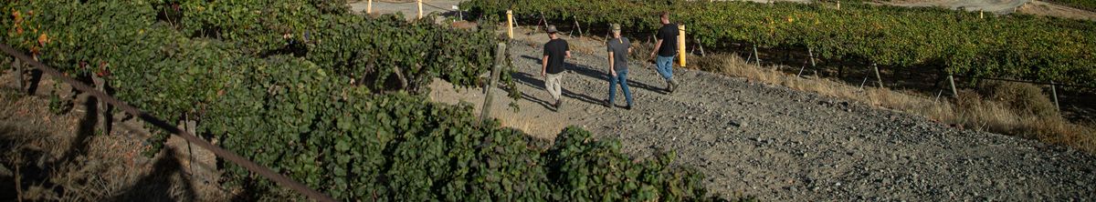 Eine Gruppe von Personen läuft durch die Weinrebenreihen auf dem Weinberg von Quilceda Creek.