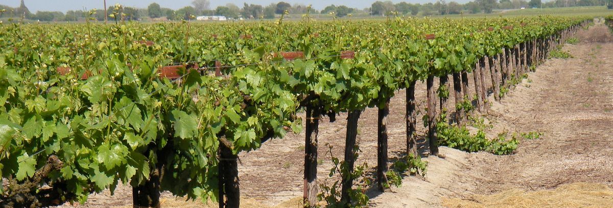 Weinrebenreihen auf dem Weingut von Bogle.