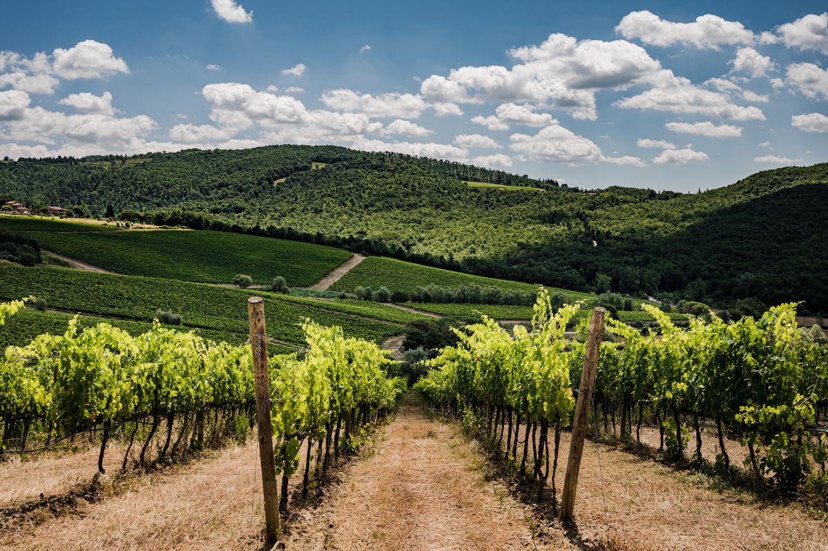 Weite Weinbergslandschaft mit parallelen Rebenreihen auf sanften Hügeln