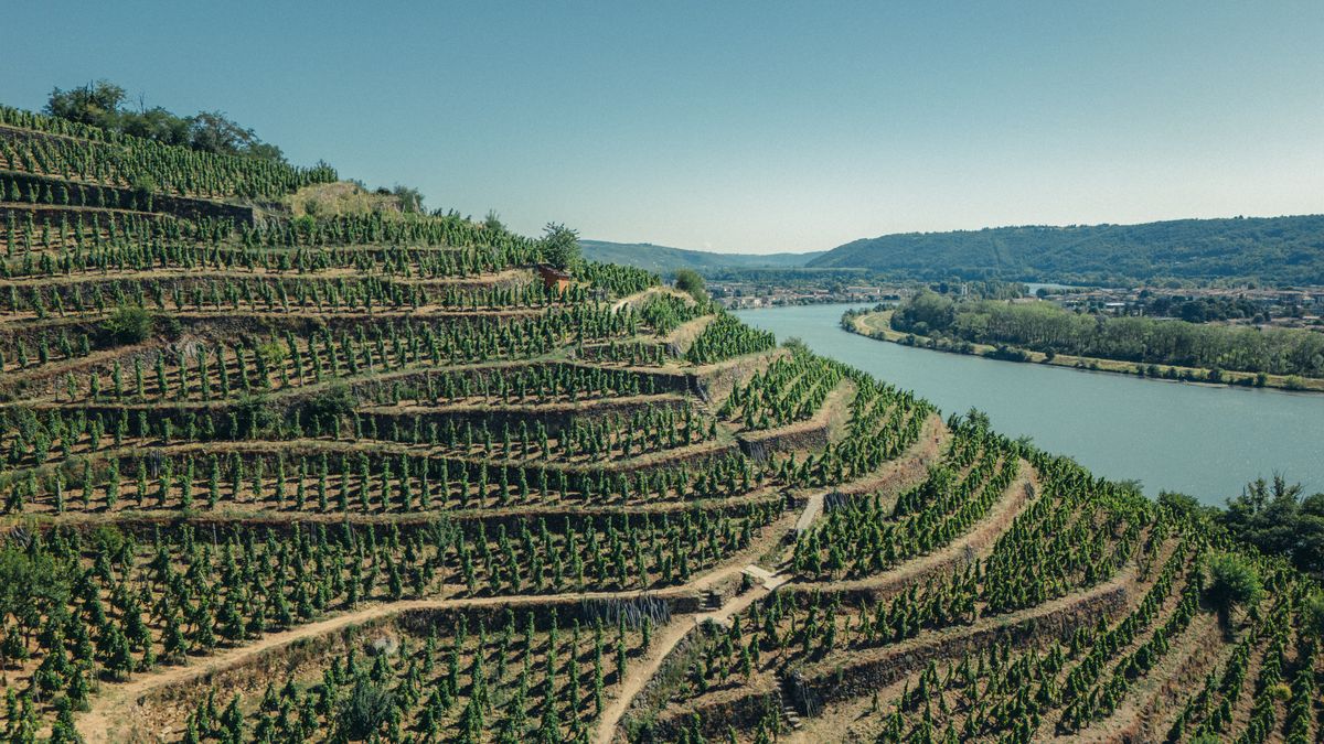 Aufnahmen von Weinbergen neben Fluss unter blauem Himmel von Chateau Grillet